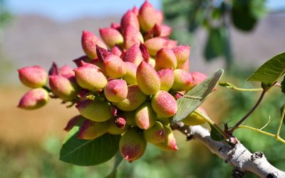 pistacchio-di-bronte-uno-studio-dimostra-i-benefici-dell-humus-di-lombrico-biotica-sull-oro-verde-di-sicilia